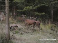 images/CERF-ET-CHEVREUIL/biche copie.jpg